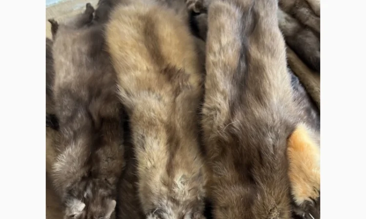 Куплю куницу по выгодной цене в Ровно - фото № 1