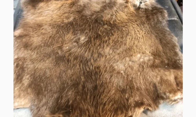Покупаем дорогое сухое не соленое мехо бобра в Сарнах - фото № 1