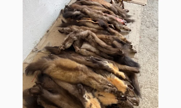 Покупаем качественное хутро куницы и другие шкурки - фото № 1