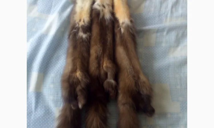 Закупаем дорогое меховое сырьё куницы - фото № 1