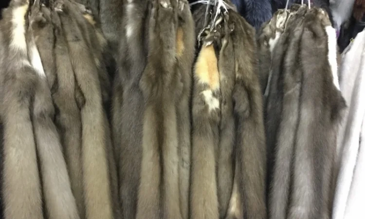 Куплю шкури куницы и бобра по высокой цене - фото № 1