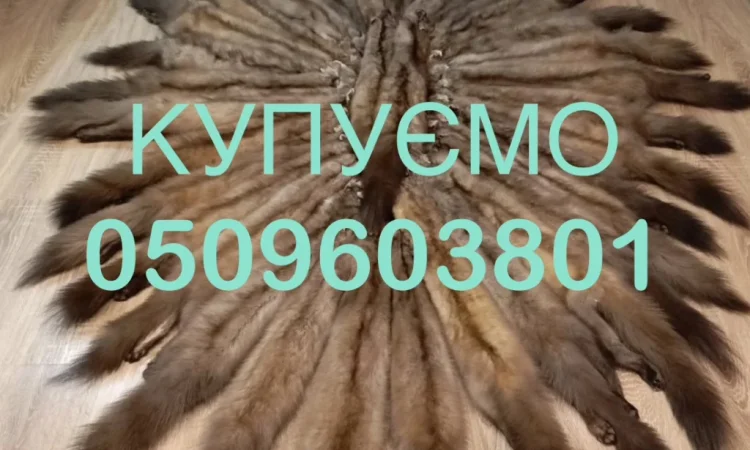Куплю шкуры куницы и бобра в Житомире - фото № 1