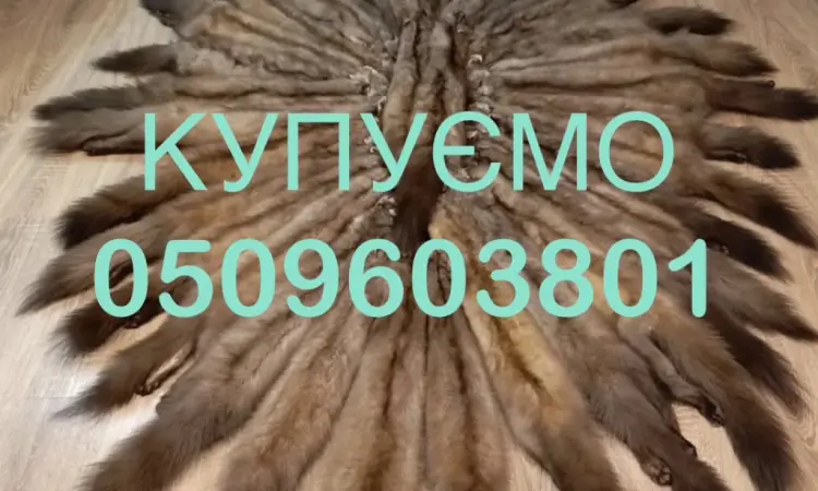 Покупаем шкуры куницы - фото № 1