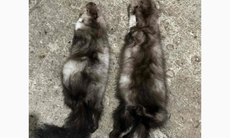 Купую шкури куниці та хутро - фото № 1