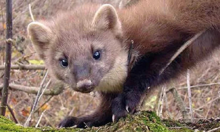 Куплю шкурки куницы - фото № 1