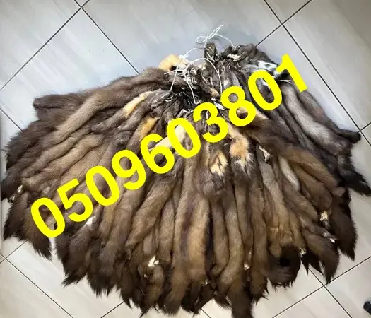 Покупаем шкуры/мех куницы ДОРОГО ПО ВСЕЙ УКРАИНЕ - фото № 1