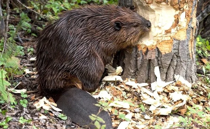 Купуємо сухі не солені шкіри бобра по всій Україні - фото № 1