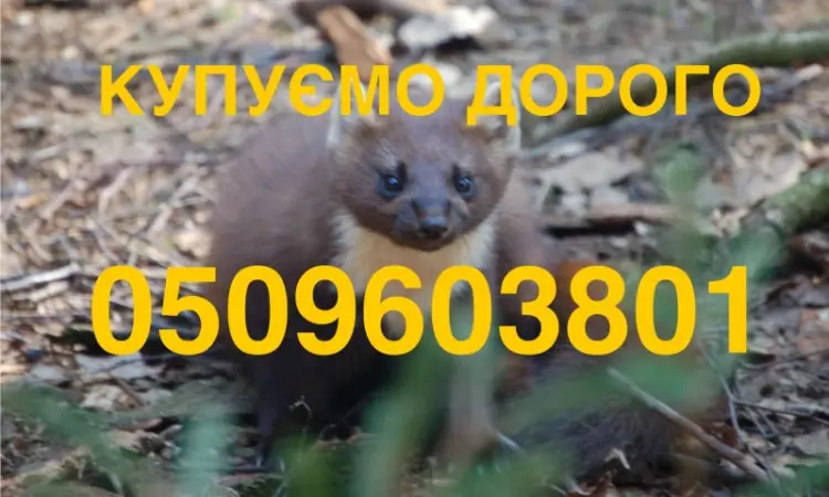 Купим дороже всего шкуры куницы/куница/шкуры/мех/продать шкуры - фото № 1