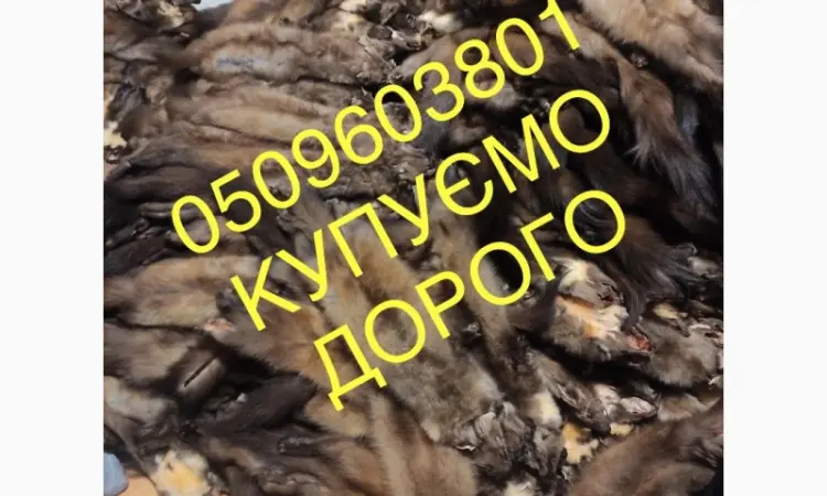 Шкуры куницы покупаем дорого куница - фото № 1