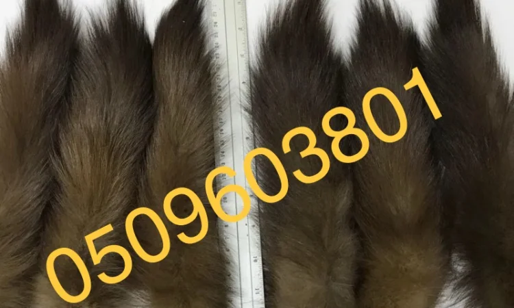 Куплю хвосты куниц дорого - фото № 1