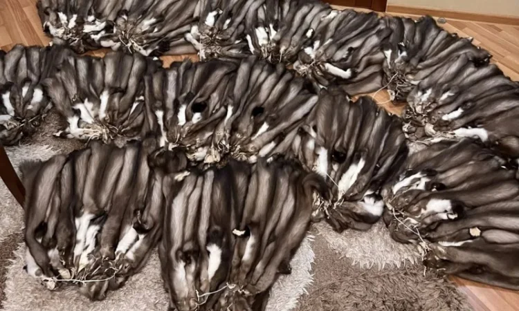 Кожи куницы в продаже – мех и хутро - фото № 1