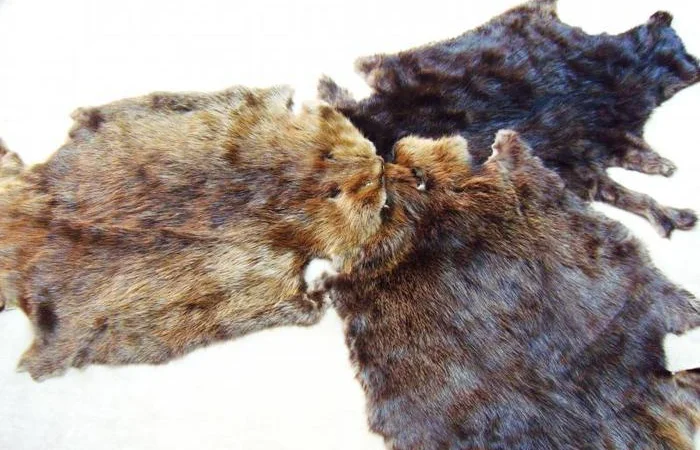 Купуємо хутро кролика та бобра - фото № 1