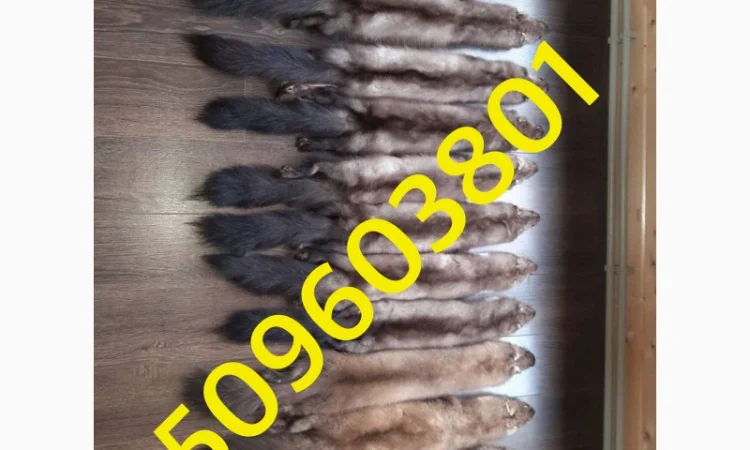 Купую шкури куниці та інше дорого - фото № 1