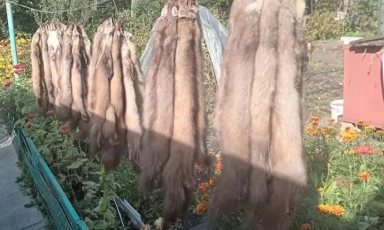 Покупаем шкурки куницы дорого - фото № 1