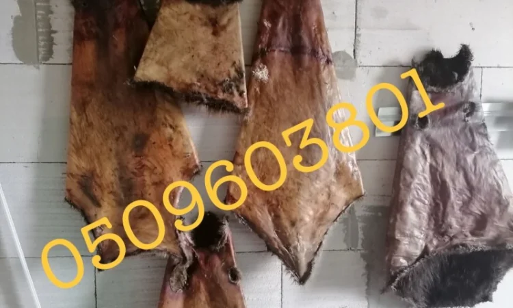 Купуємо сухі шкірки бобра дорого - фото № 1