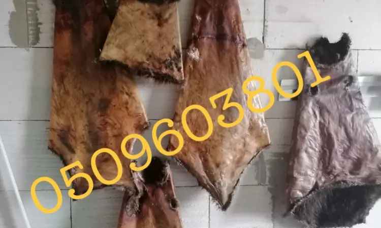 Покупаем не соленые сухие шкуры бобра ДОРОГО - фото № 1