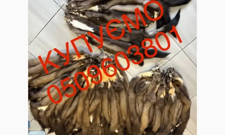 Купим дороже всего шкуры куницы любые объёмы - фото № 1