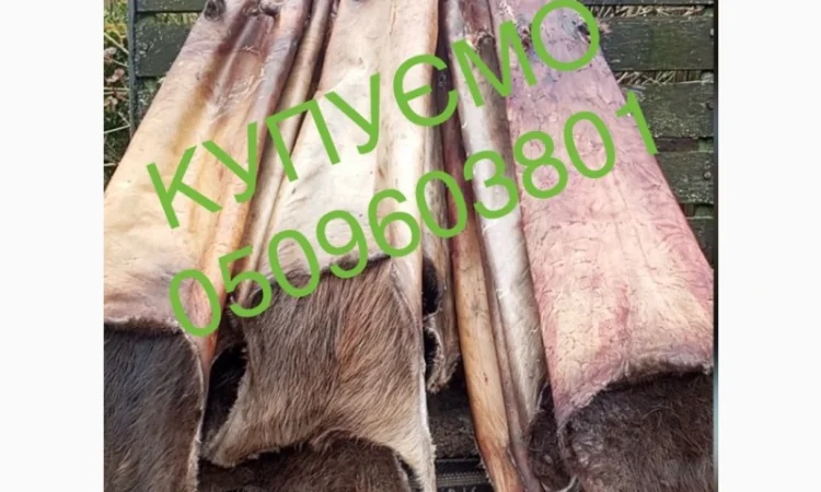 Купуємо сухі шкіри бобра - фото № 1