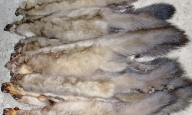 Куплю шкури куниці та інших тварин у Стрию - фото № 1