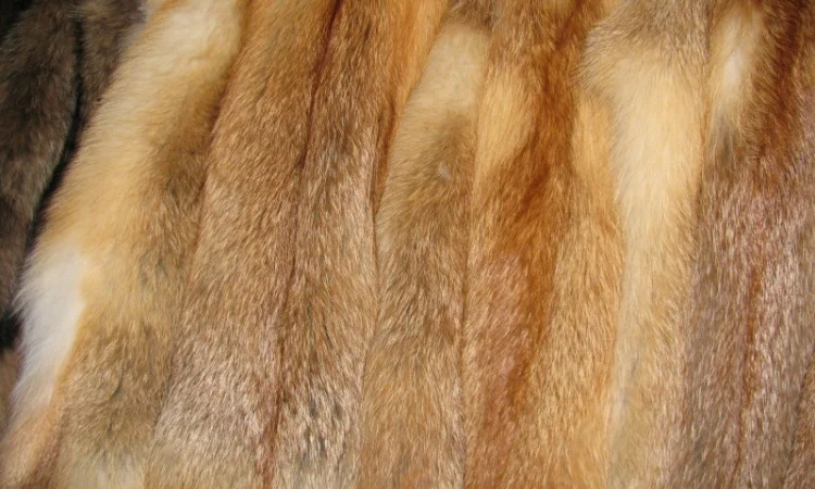 Продаются шкурки лисицы, вичиненные - фото № 1