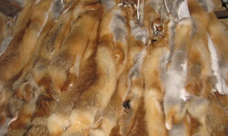 Продаются шкурки лисицы, вичиненные - фото № 2