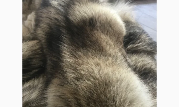Пропонується виділена шкура вовка - фото № 1