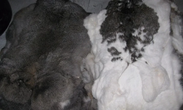 Шкурки кроля выделанные - фото № 1