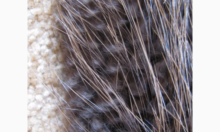 Продам шкуры бобра - фото № 3