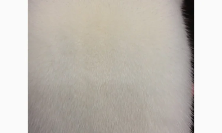 Норка.Шкуры норки - фото № 3