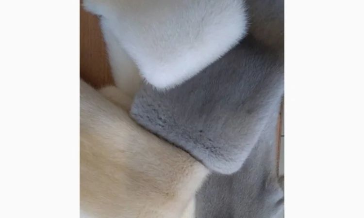 Норка.Шкуры норки - фото № 1