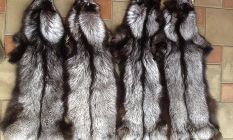 Шкуры чернобурки – высококачественный мех - фото № 1