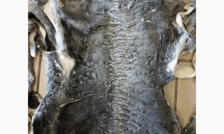 Продаются шкурки каракульчи - фото № 2