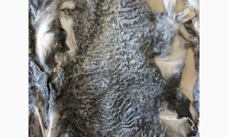 Продаются шкурки каракульчи - фото № 4