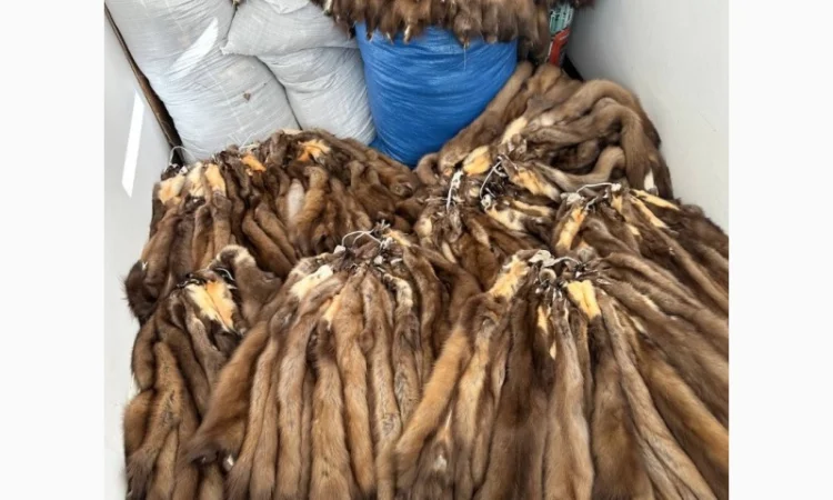 Продаются шкурки куницы и камянки - фото № 3