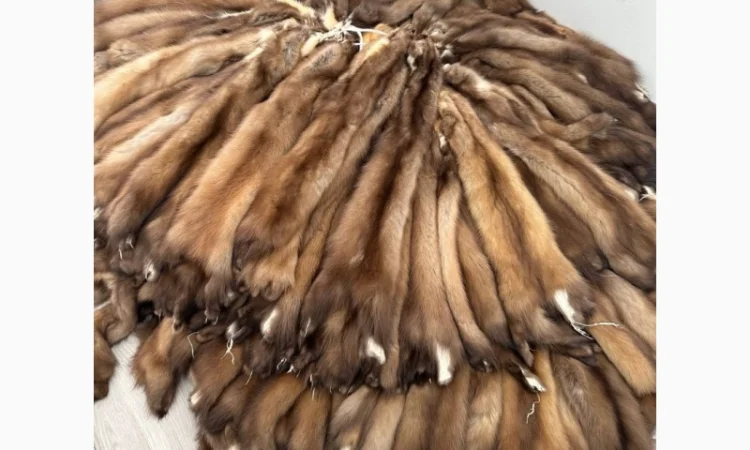 Продаются шкурки куницы и камянки - фото № 5