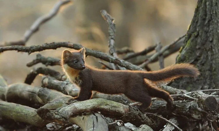 Куплю куницу и другое меховое сырье дорого - фото № 1