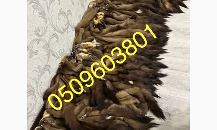 Куплю шкурки куницы по высоким ценам - фото № 1