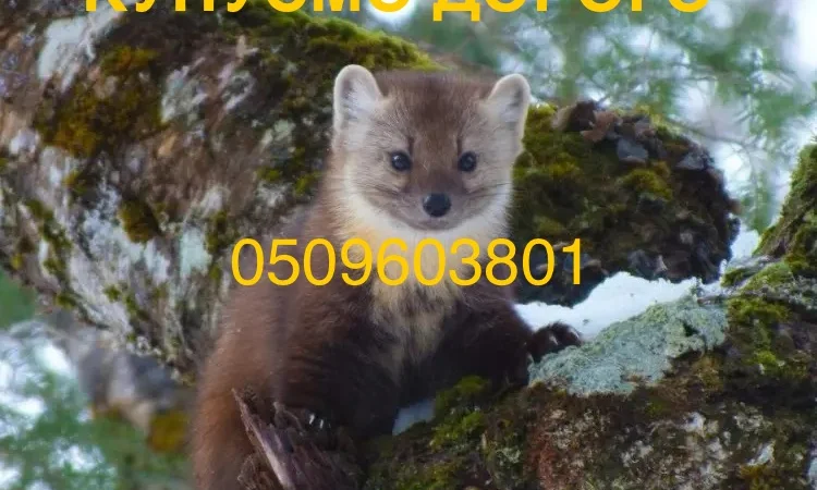 Покупаем шкурки и мех куницы дорого - фото № 1