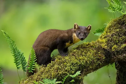 Купуємо куницю – висока ціна за хутро - фото № 1