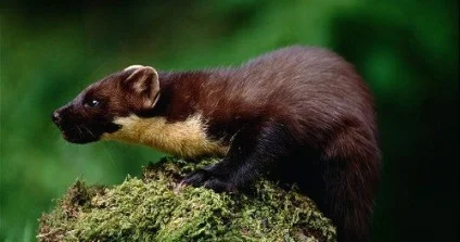 Купую шкурки куниці за найкращими цінами - фото № 1