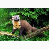 Купуємо шкурки куниці ДОРОГО по всій Україні - фото № 1