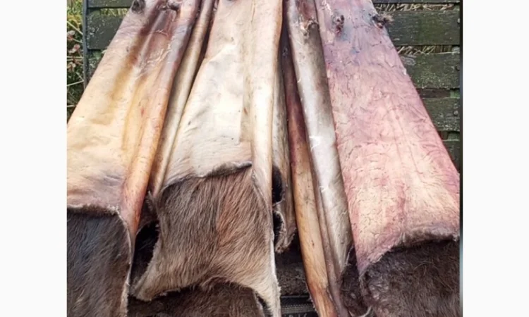 Куплю шкури бобра по самой высокой цене - фото № 1