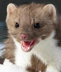 Купуємо куплю шкіри шкури куниці, єнота, кроля, видри, лиса, бобра ДОРОГО по усій Україні - фото № 1