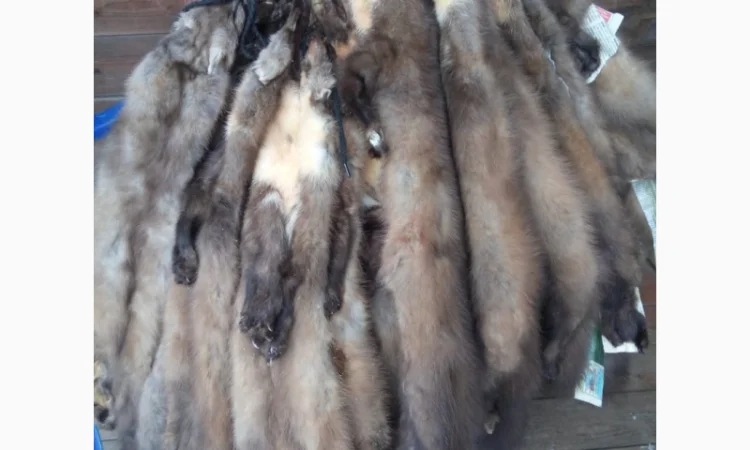 Куплю шкурки куницы, бобра и выдры по высоким ценам - фото № 1