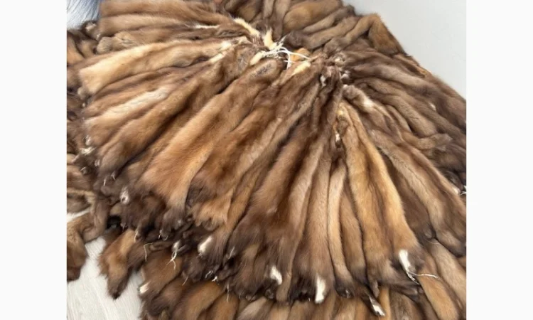 Куплю шкурки куницы - фото № 1