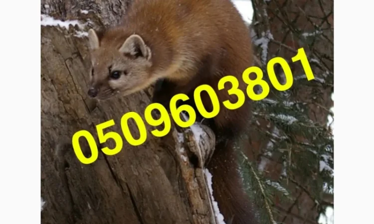 Покупаем шкурки куницы и других зверей - фото № 1