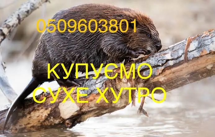 Покупаем мех бобра сухой не соленый вместе со струей - фото № 1