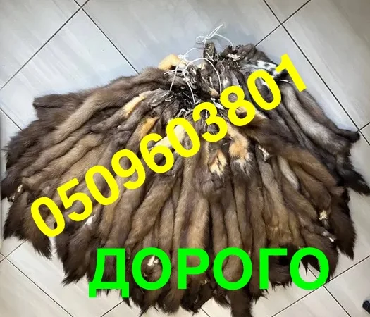 Покупаем шкурку куницы по всей Украине - фото № 1