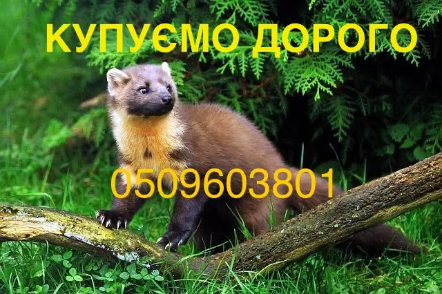 Куплю шкуры кожи мех шкурки куницы - фото № 1