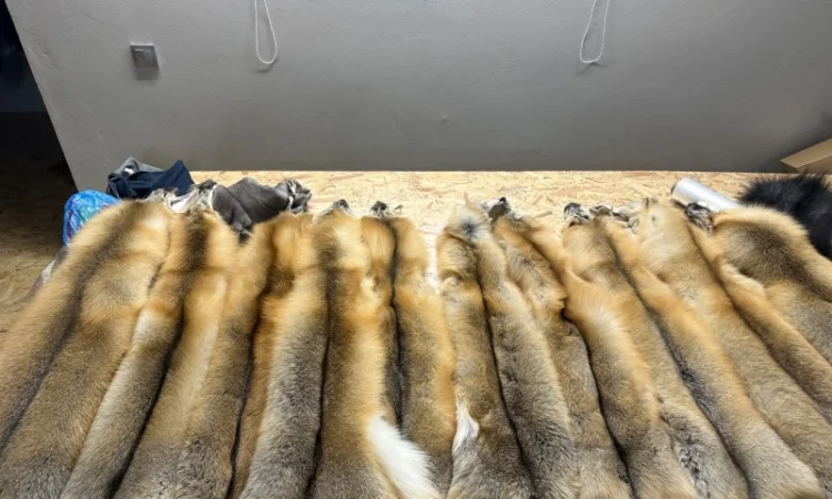 Шкурки Исландского лиса (Island fox) на продажу - фото № 1